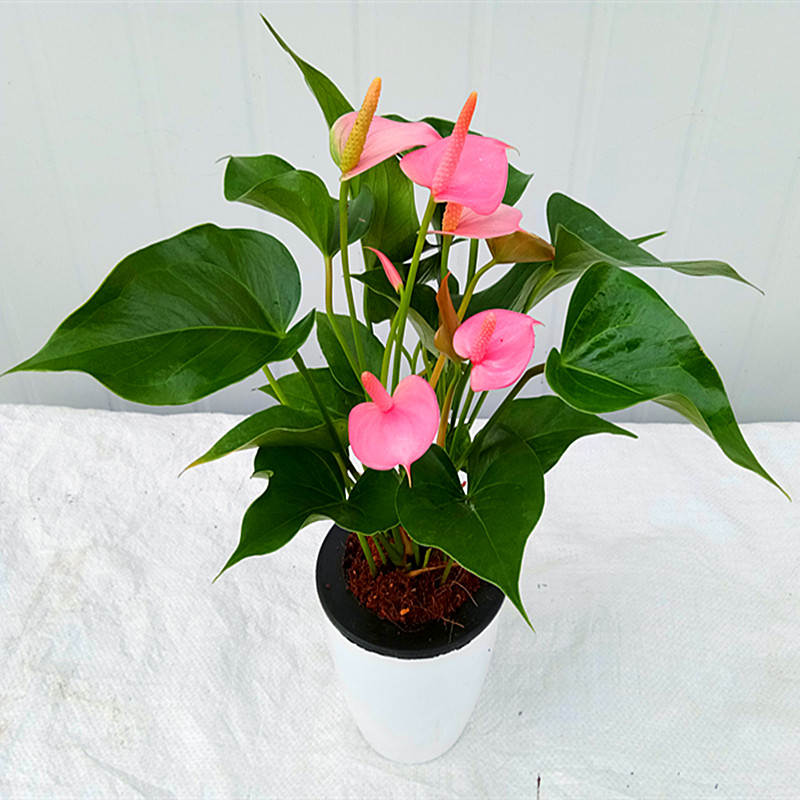 新品绿植粉掌苗带室内盆栽植物水培红掌绿萝时令草本花卉