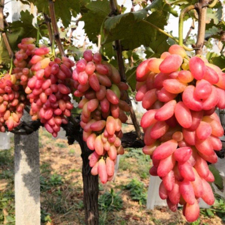 葡萄红乳无籽红提提子美人葡萄树树苗无核南方果树