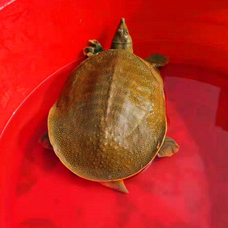 绿扬牌甲鱼活体中华老鳖水鱼王八团鱼鲜活水产食用生态放养4斤