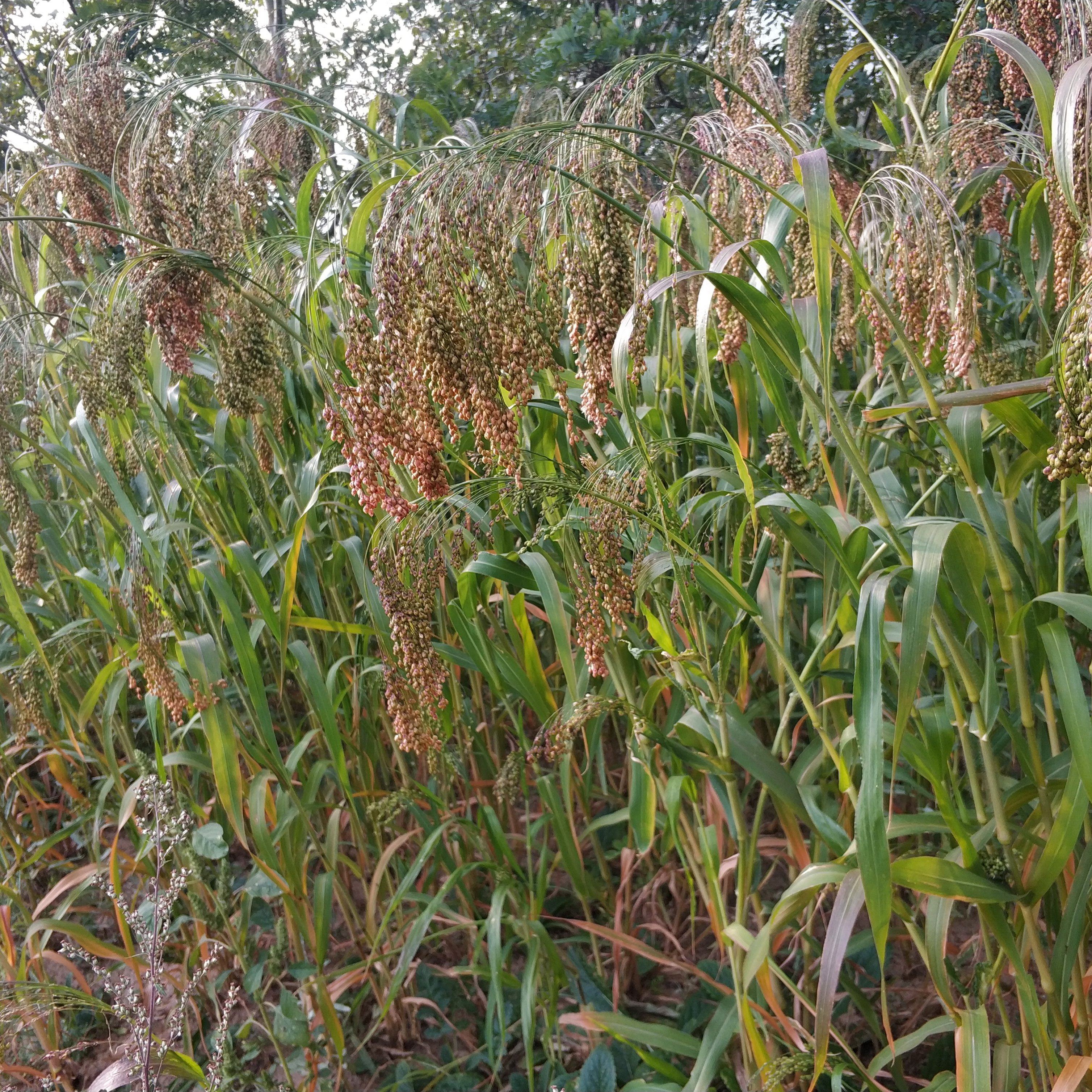 山西粽子可做原料大黄糯米太行黄糯米糜子新红黍其它粮食