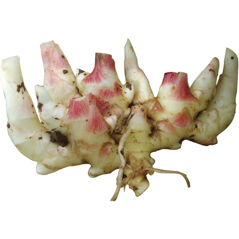 2021永康五指岩嫩姜新鲜生姜土姜现挖新姜小黄姜5斤子姜醋泡姜