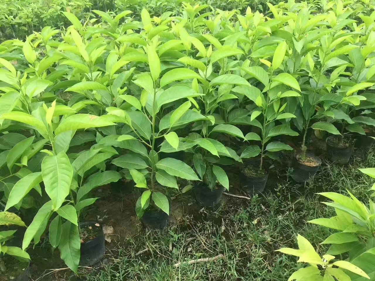 白兰花盆栽黄桷兰花卉绿植白兰花苗香味白玉兰玉兰花花卉