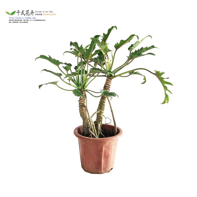 南宁千式花卉小天使老桩龙鳞杆小春羽小叶叶绿绿植