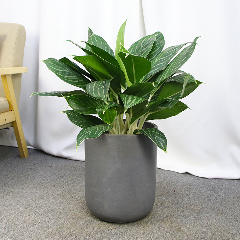 绿植大型白雪公主盆栽室内观叶皇后皇后前台大型绿植