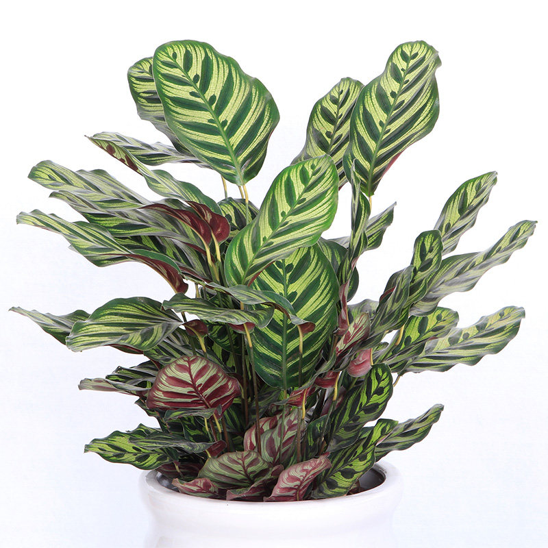 孔雀竹芋办公办公室室内大型绿植盆景净化空气吸收大型绿植