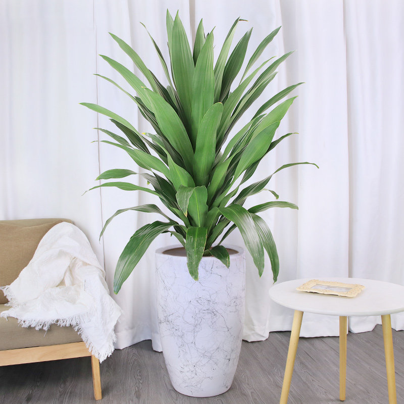 也门大型甲醛植物叶植物走廊观公司金心绿植西铁大型绿植