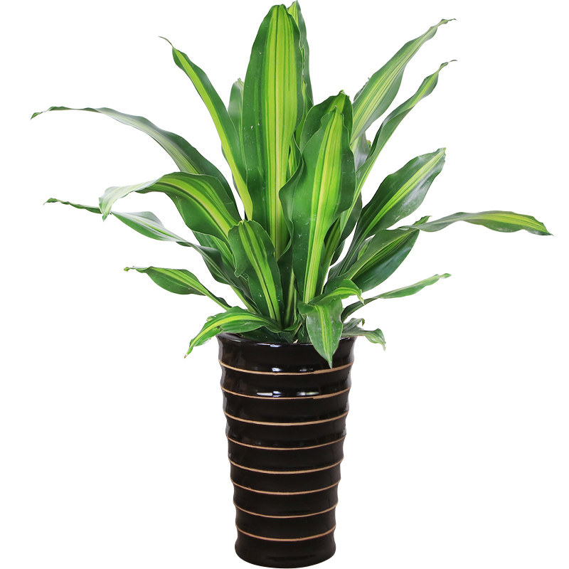 大金甲醛观广州植物叶植物金心绿植青叶西铁木巴大型绿植