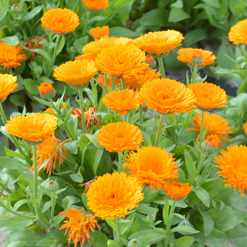 种子金盏种籽盆栽室外易种花海菊花长生种花壁饰