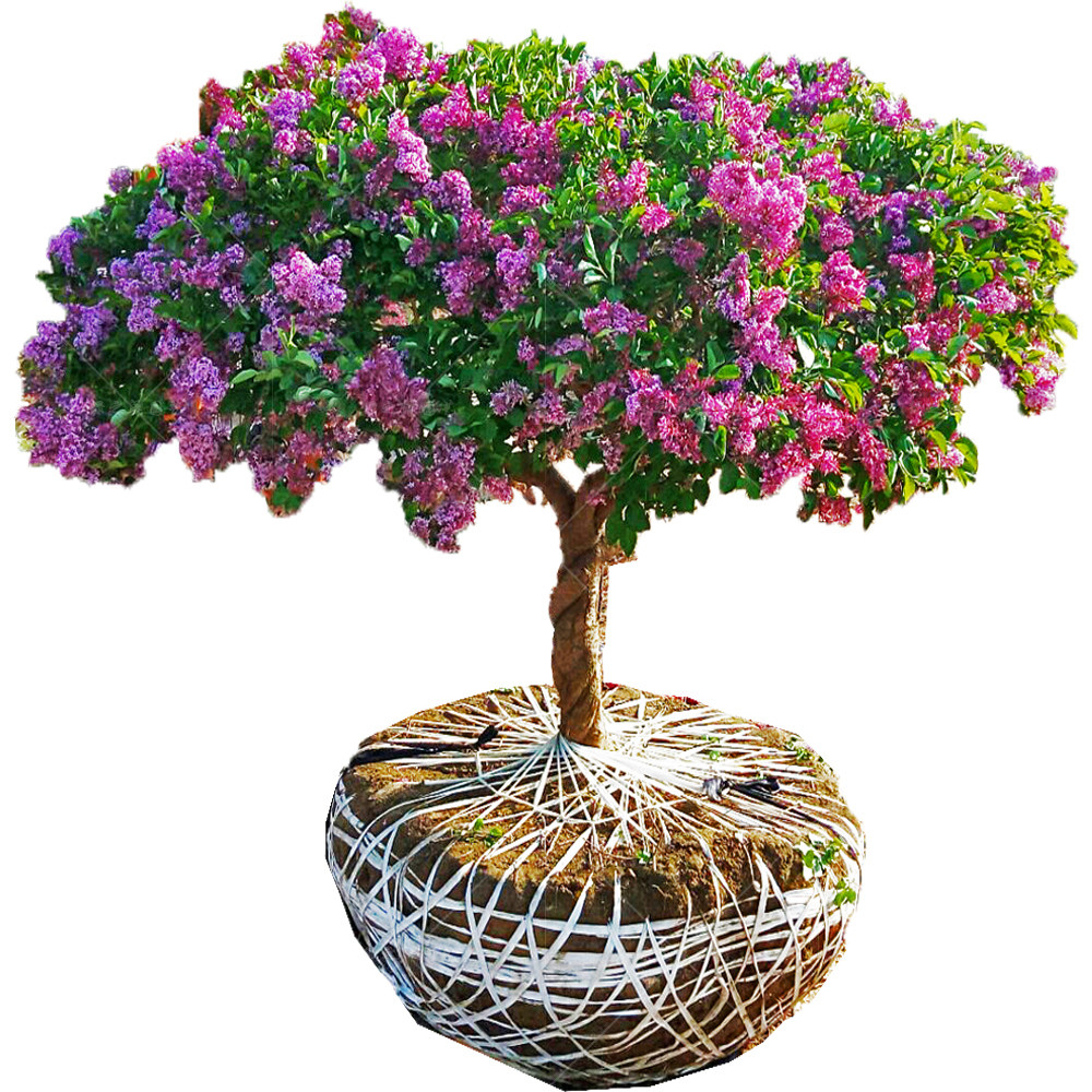 树苗欧洲丁香花庭院绿化植物浓香带花耐寒盆栽观叶