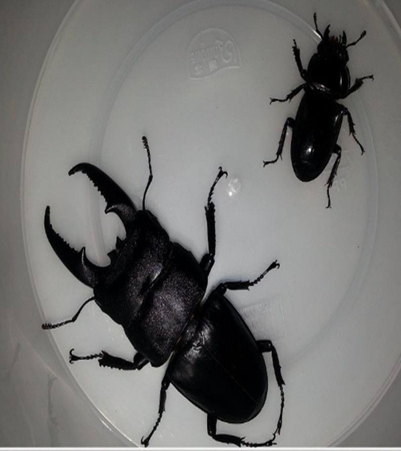 中华大扁锹甲 甲虫宠物活体 成虫昆虫 锹甲虫活体包活包风险 - 爱购网