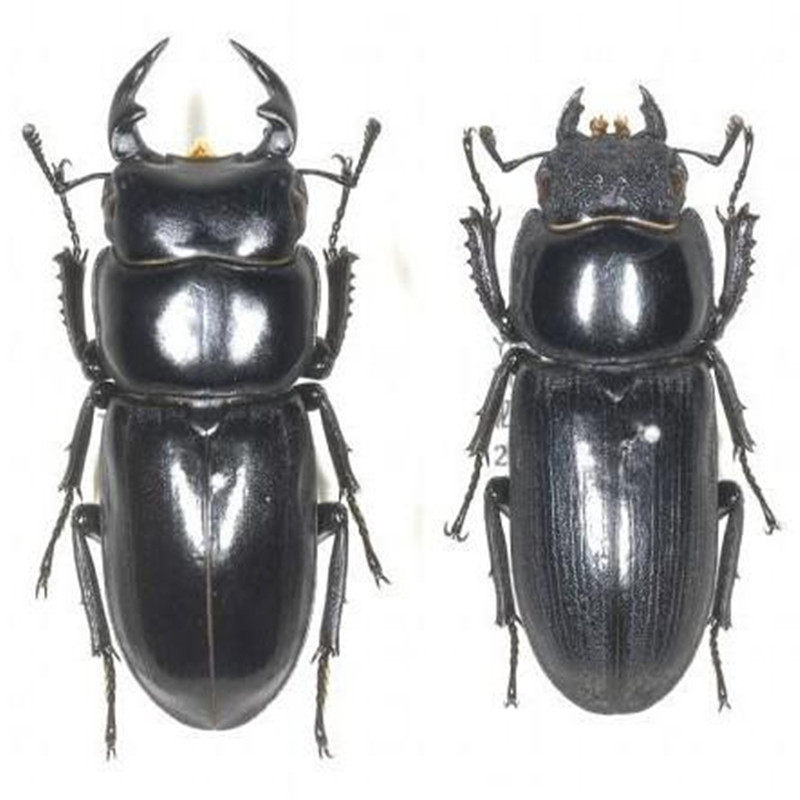 活体甲虫中华华大扁锹宠物成虫昆虫包活包风险其他爬虫