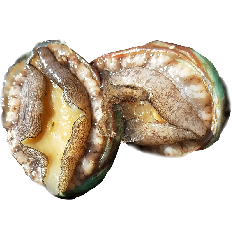 鲜活小鲍鱼 新鲜活九孔鲍鱼仔非即食野生海鲜水产活体30只包邮鲜