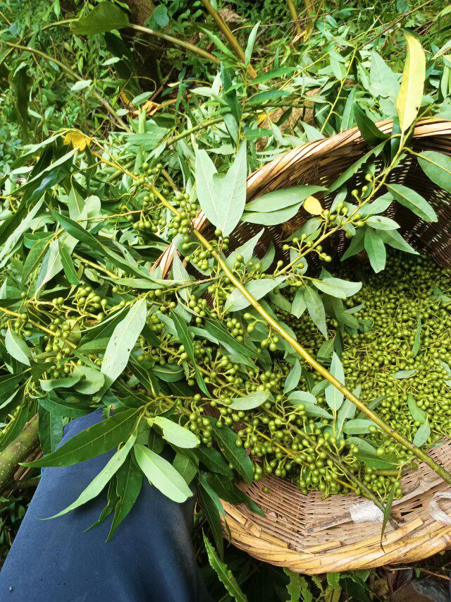 云南红河新鲜野生山胡椒山木姜生吃食用产地直销辣椒