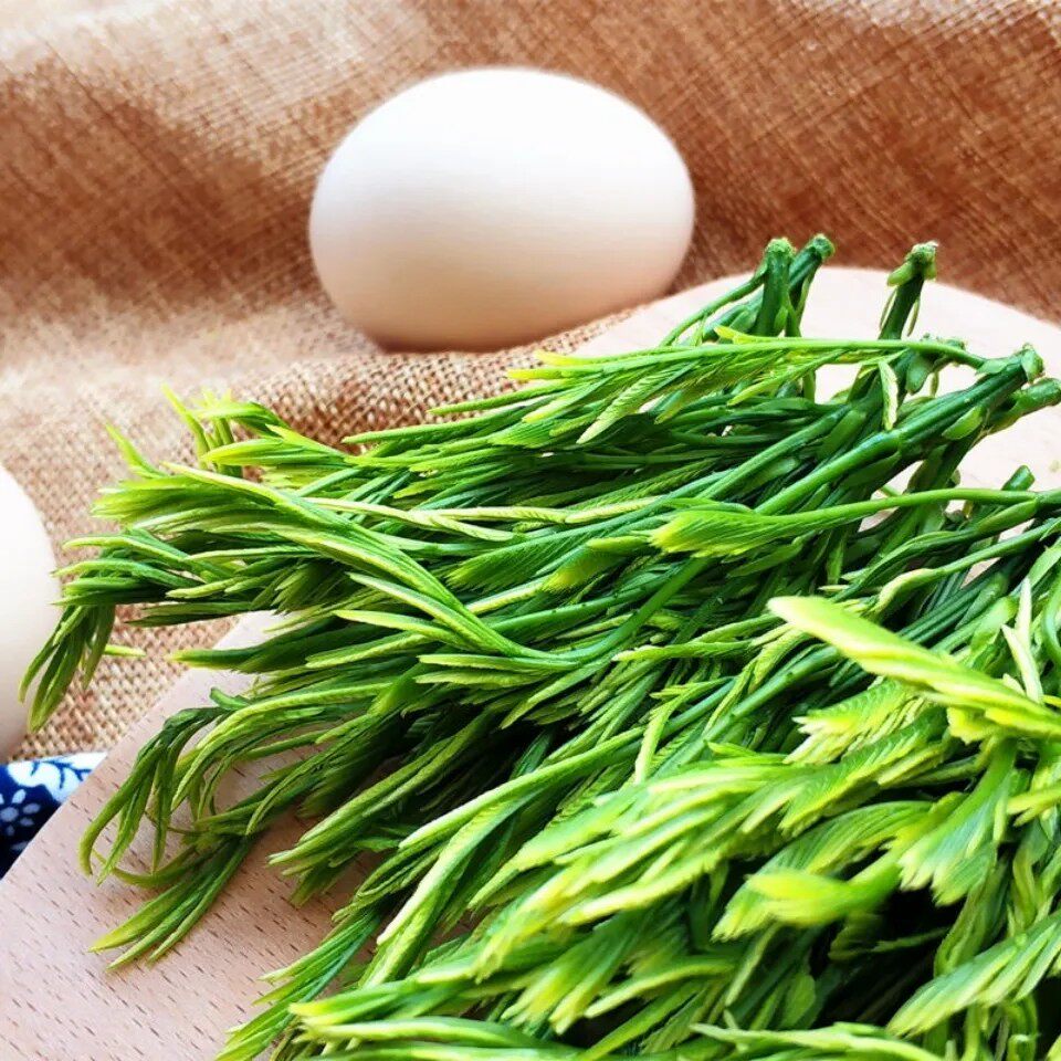 云南新鲜蔬菜臭菜 金合欢 傣族绿叶宴帕哈生吃食用野菜农产品。