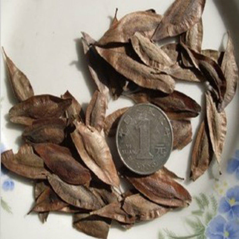 树皮新采林木树种药材杜仲种子别称丝楝丝棉家庭园艺种子