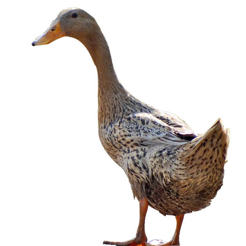 苏北农家3年老鸭子5斤生态散养麻鸭新鲜鸭肉老水鸭土鸭产蛋老母鸭