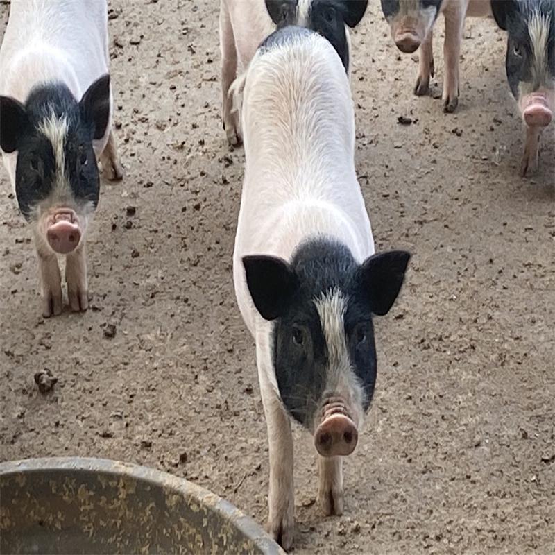 香猪巴马猪仔纯种活体幼崽农家散养小香猪现发香猪