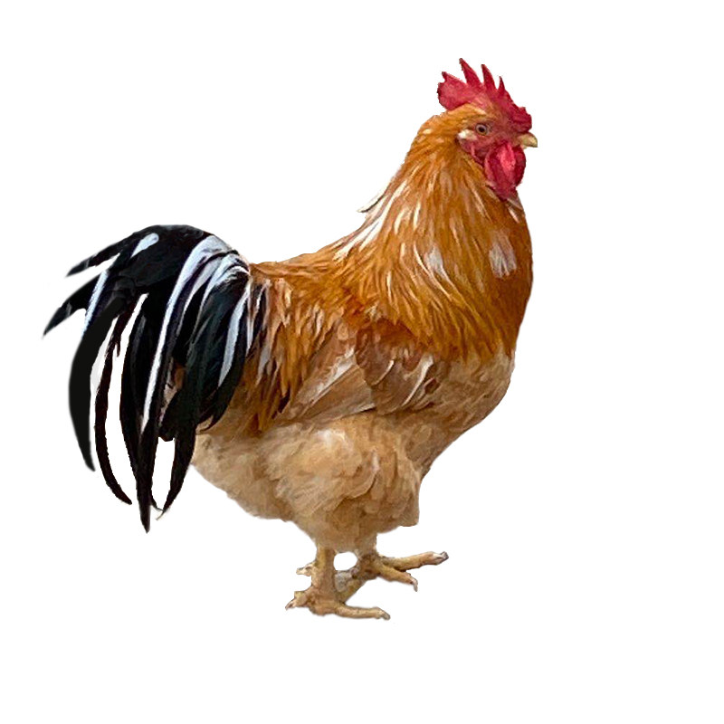 半阉生农家280天半生鸡散新鲜老鸡土鸡整鸡