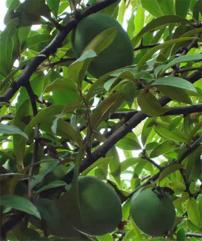 野生酸木瓜云南临沧特产孕妇瓜新鲜水果红花木瓜特酸脆5斤送蘸水