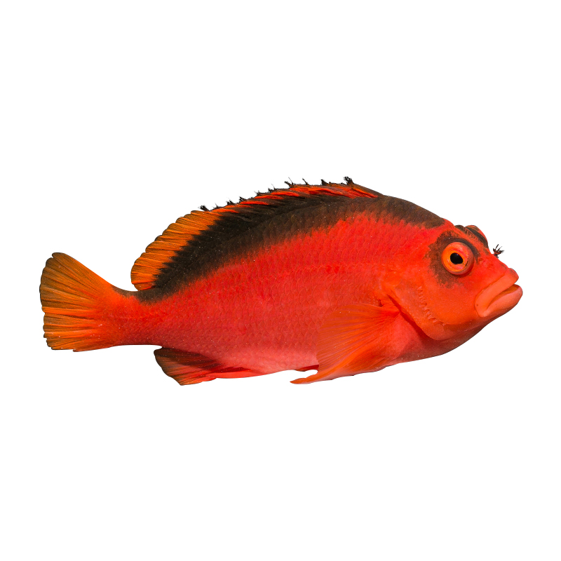 火焰鹰2b鱼 海水鱼活体 尖嘴红格 红鹰 白线眼眉荔枝格 - 爱购网