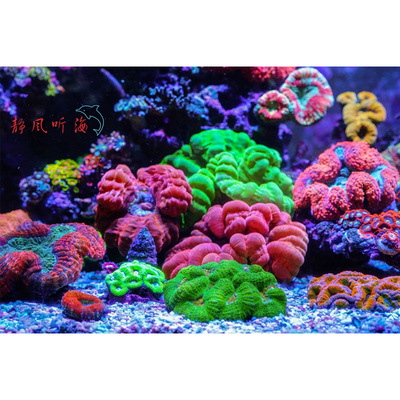 四色五色调色盘珊瑚彩虹蜂窝脑片脑瓦人工繁殖软体海水活体其它水族