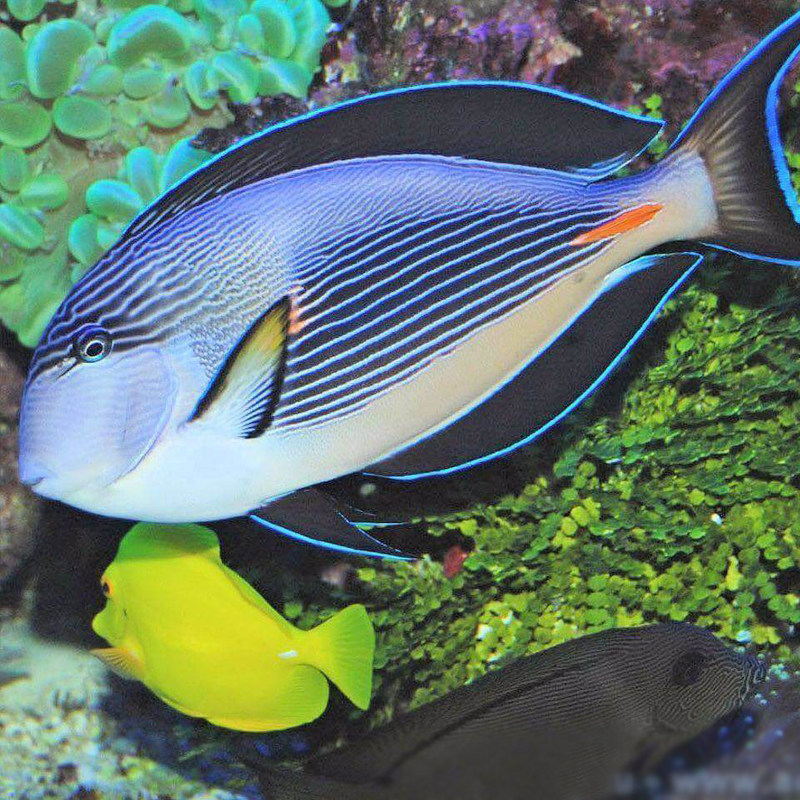 红海骑士红线纹吊波纹吊耳一字虎吊观赏鱼活体鱼