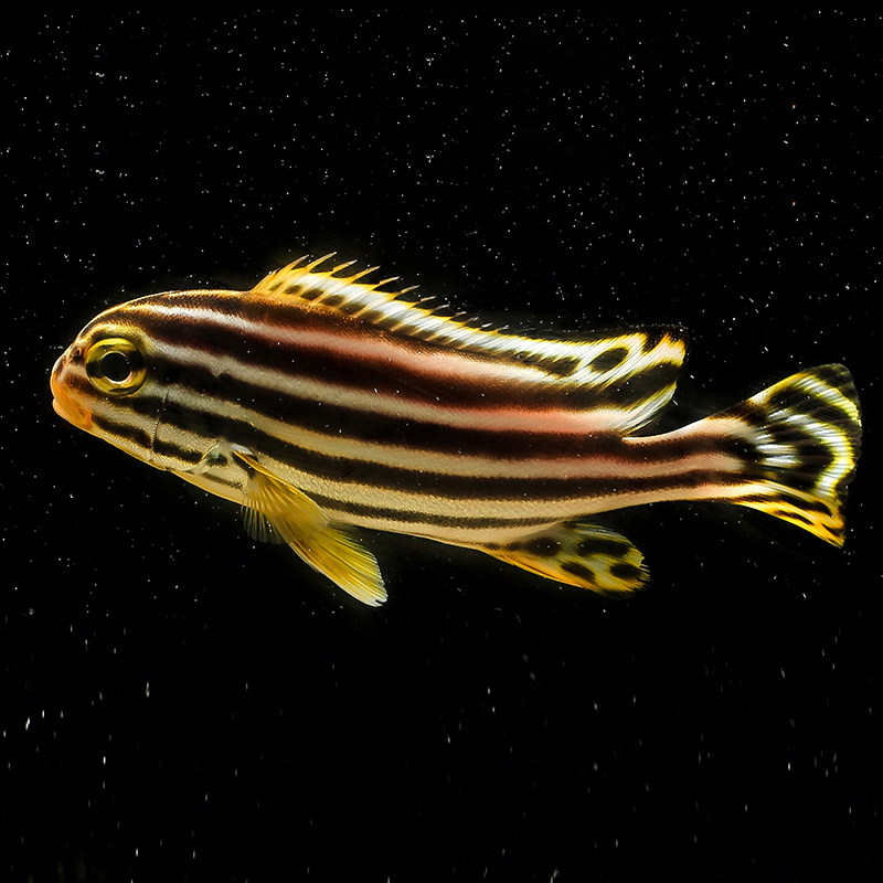 燕子宠物听海静风海水活体观赏鱼热带花旦鲈鱼鱼