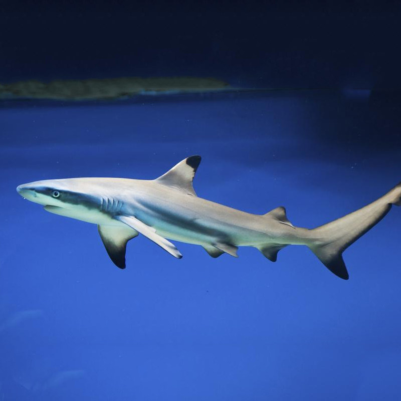 静风听海鳍鲨柠檬鲨猫狗鲨凶猛大型海水活体鱼