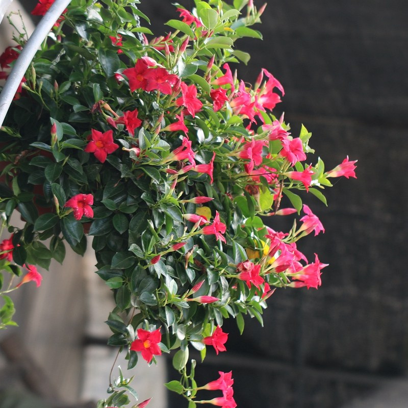 飘香藤花盆栽带花阳台庭院攀爬爬藤花卉