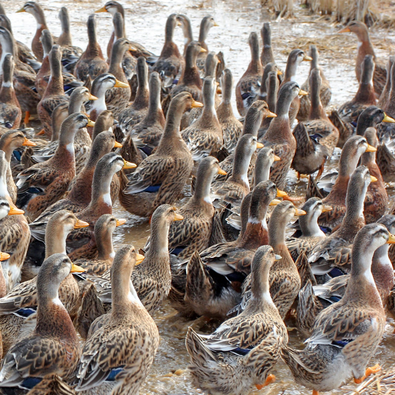 湖州农家散养老鸭子整只冷冻白条鸭土鸭新鲜现杀麻鸭肉汤材料生