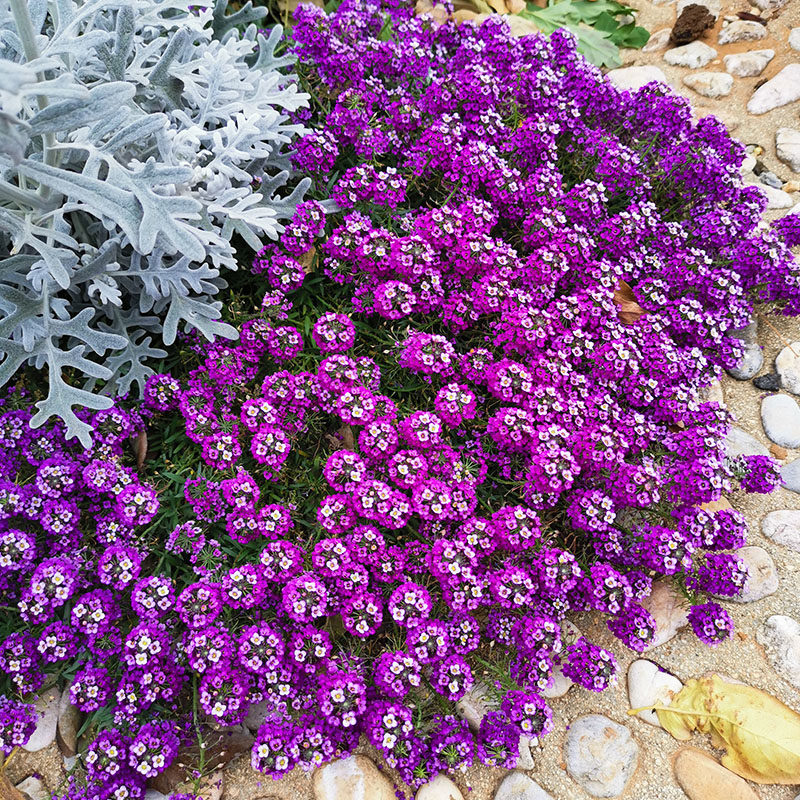 香雪球花苗花种种子秋季花卉室内室外庭院阳台花卉