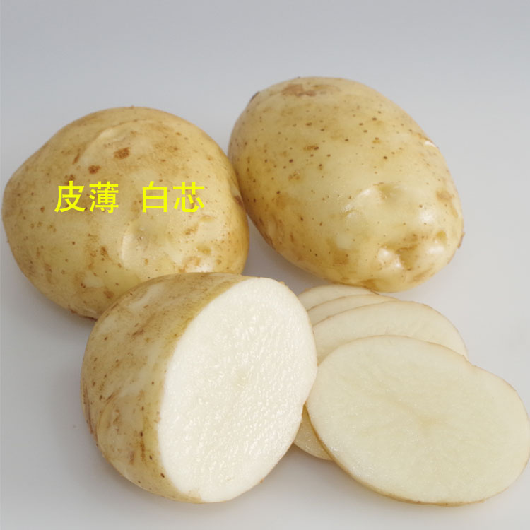 定西土豆20年新鲜甘肃洋芋马铃薯农家自种现挖土豆