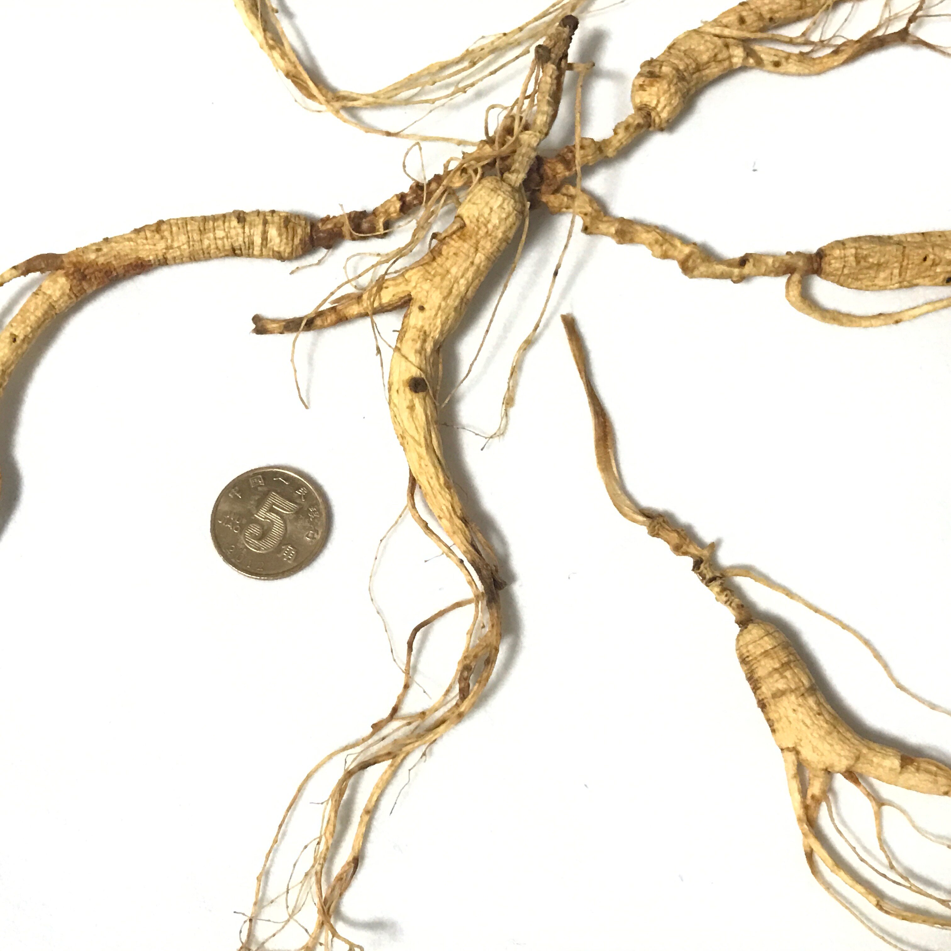 豪尚品煲汤专用13年微残小支人参山参肢体完整3g限量特价供应