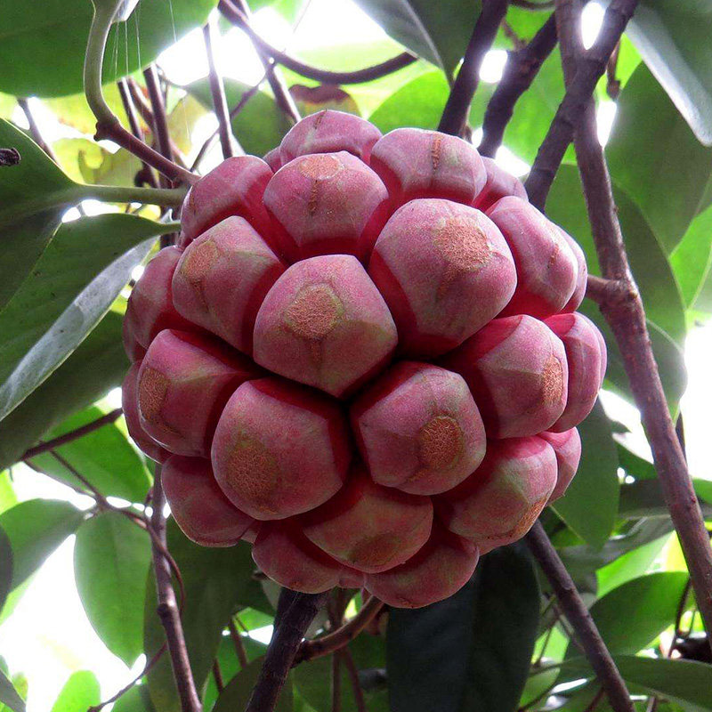 顺丰包邮老虎水果布福娜恶魔新鲜稀有不常见番荔枝