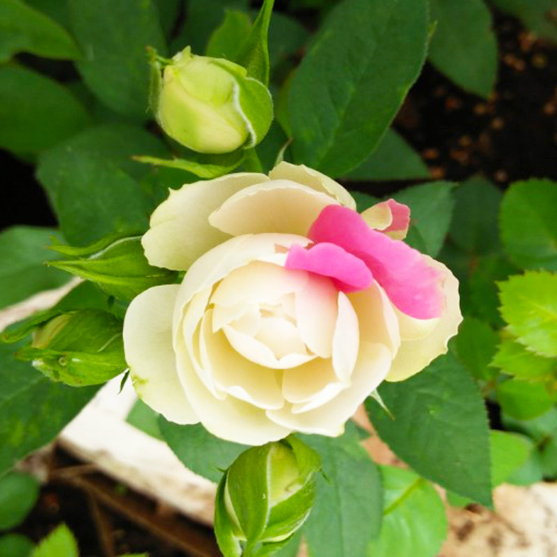 新品白桃草莓冻糕月季月季花花苗四季开花多头花卉