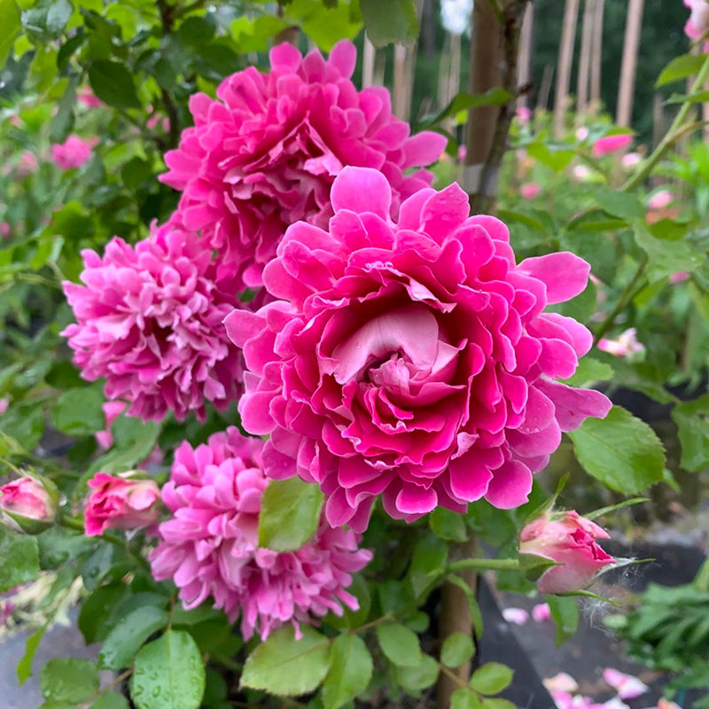 梦幻月季褶边粉色菊花波浪褶裙花式蛋糕盆栽时令草本花卉