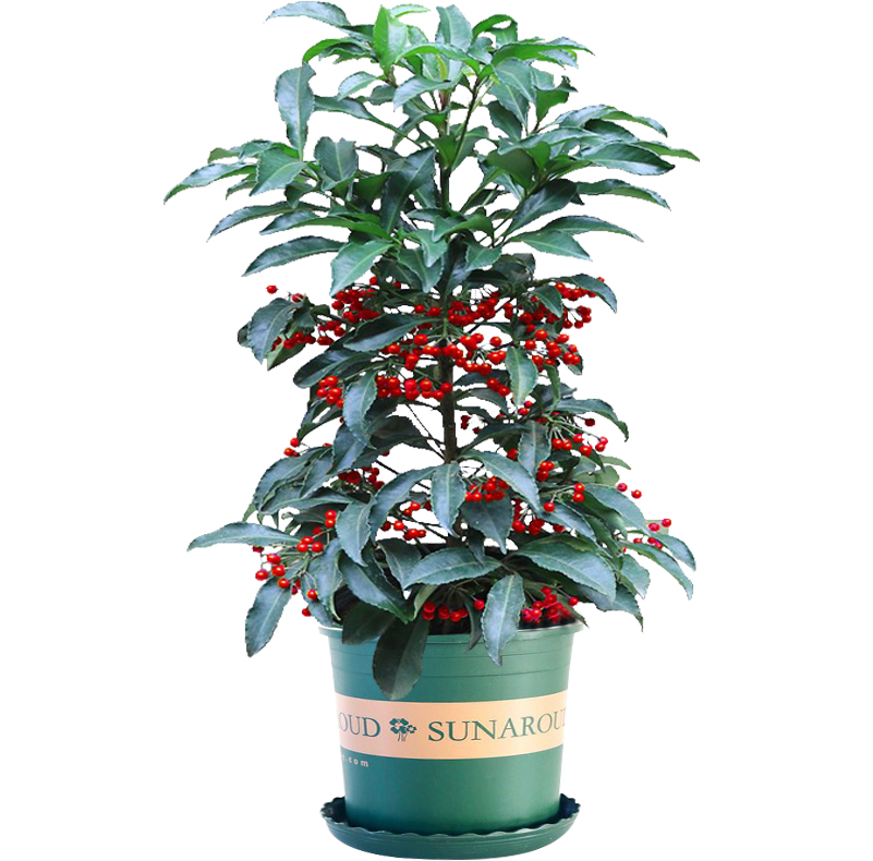 室内盆栽富贵子黄金万两富贵籽耐阴植物四季观果花卉耐寒带盆包邮