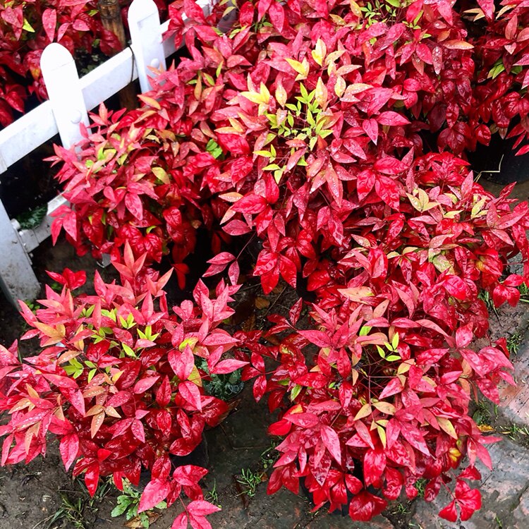 火焰红叶挂果庭院室内花苗盆景植物耐寒南天绿植