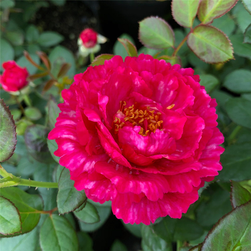 真彩新品切花丰花条纹裙边红色中香月季月季花时令草本花卉