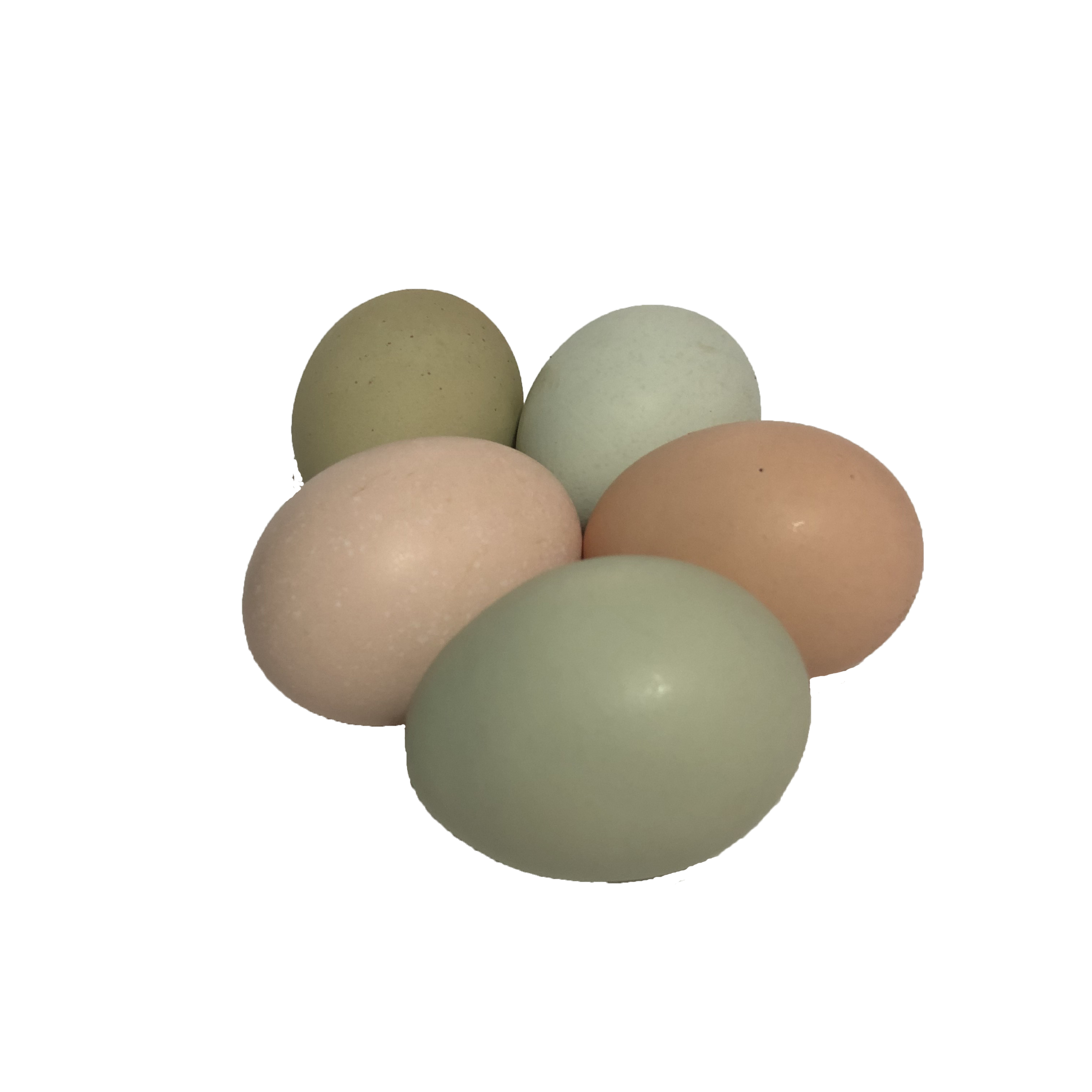 正宗散养孕妇食用初生五黑绿壳万源旧院黑鸡蛋鸡蛋