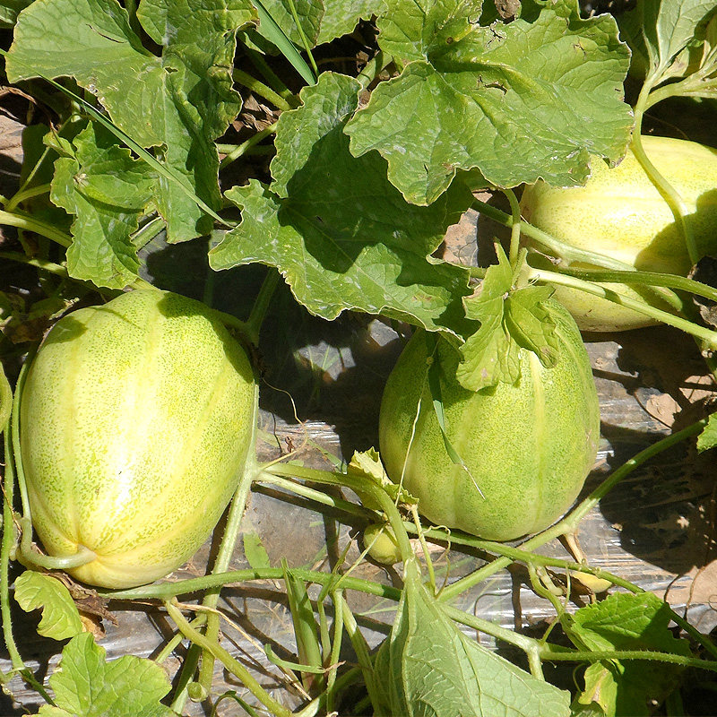 香瓜甜瓜新鲜密瓜白糖罐小脆瓜山西水果特产甜瓜