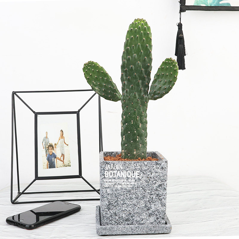 网红ins万岁仙人掌中华室内绿植多肉防辐射无刺多肉植物