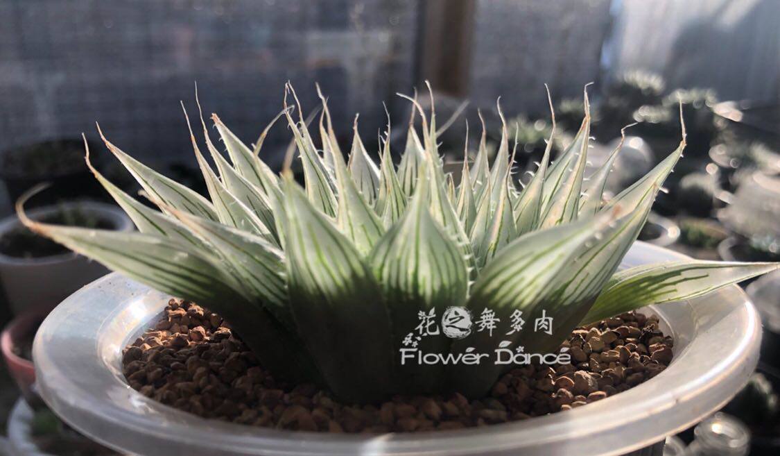 原始十二卷ib06954针管系列日系稀有多肉植物夏季好养品种