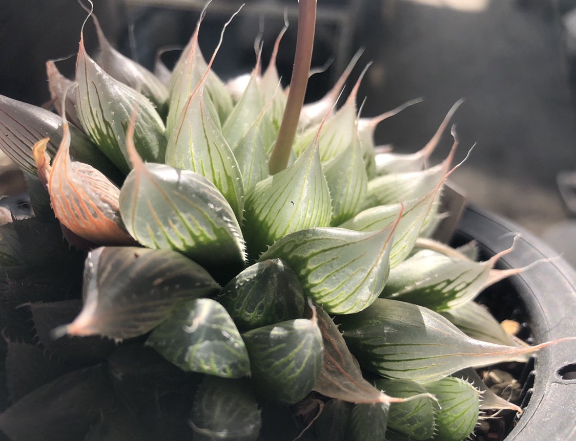 多肉植物原始十二原生针管玉露大型稀有冬季多肉植物