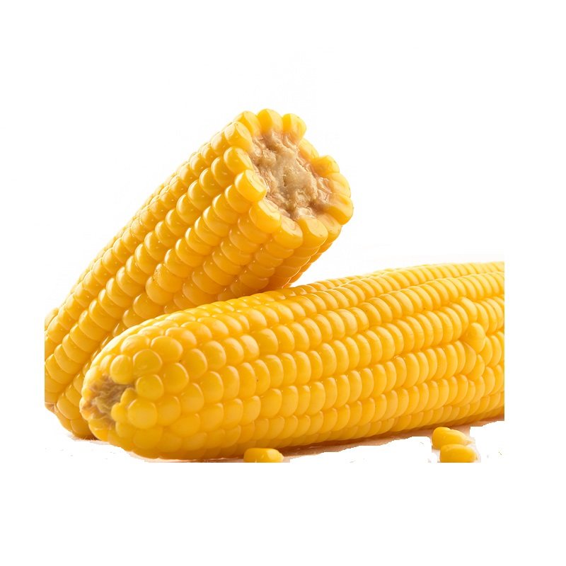 2020年新鲜半饱甜糯玉米内蒙古玉米棒加农炮真空装包玉米