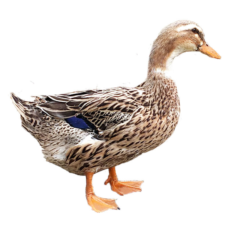 湖南会同农家散养麻鸭土鸭芷江鸭新鲜现杀谷子鸭啤酒鸭肉整只包邮