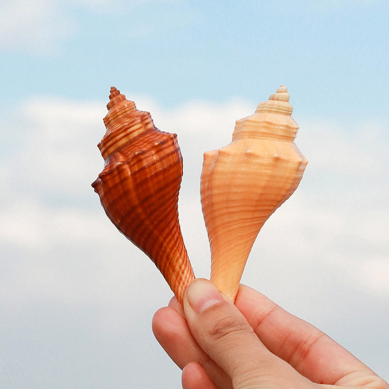 天然小海螺贝壳火炬螺香鱼缸水族造景地台墙饰海螺