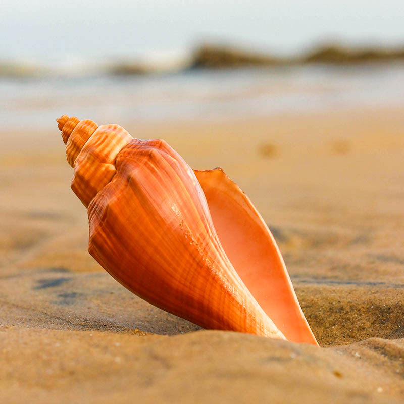 天然小海螺贝壳火炬螺香鱼缸水族造景地台墙饰海螺