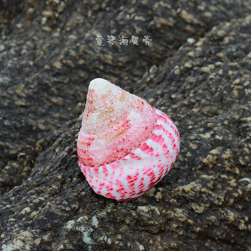 天然海螺贝壳红塔宝塔红斑钟螺鱼缸造景海洋海螺