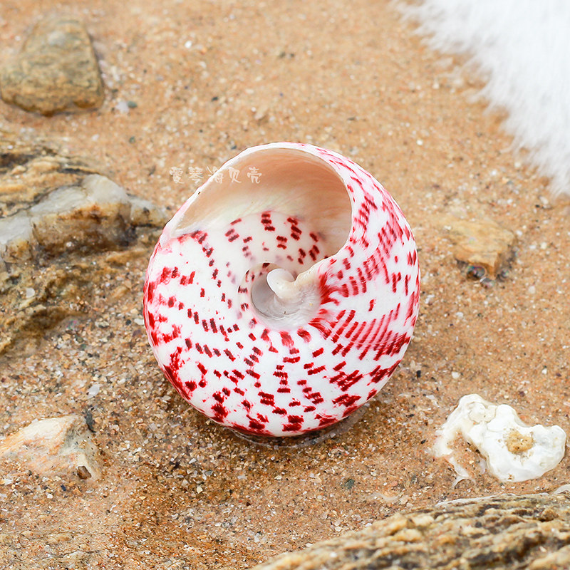 天然海螺贝壳红塔宝塔红斑钟螺鱼缸造景海洋海螺